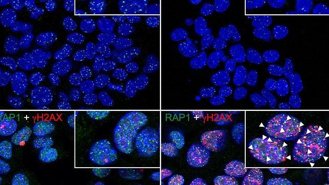 Se ha probado en cáncer de pulmón en ratones y tiene pocos efectos secundarios
