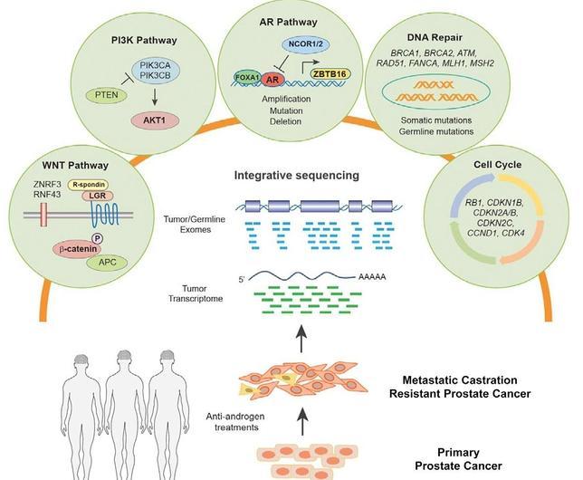 tratamiento para el cáncer de próstata avanzado en hombres con mutación brca2 tratamiento para el cáncer de próstata avanzado en hombres con mutación brca2