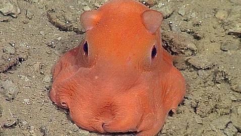 Resultado de imagen de pulpo dumbo