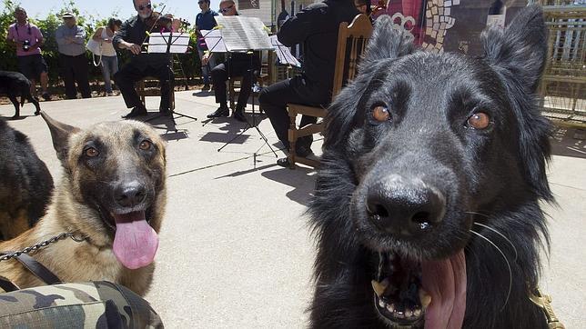 Asistentes al concierto para canes