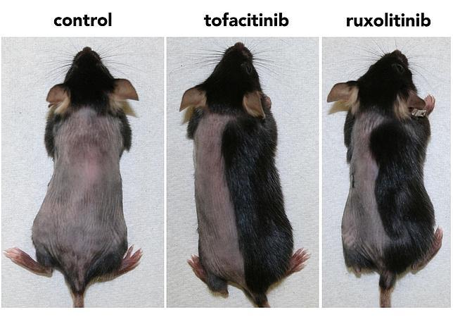 anatomia della prostata del mouse