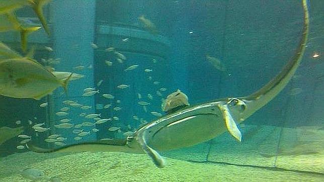 La medicina tradicional china amenaza la supervivencia de las mantarrayas