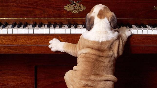 Se buscan perros.... para concierto
