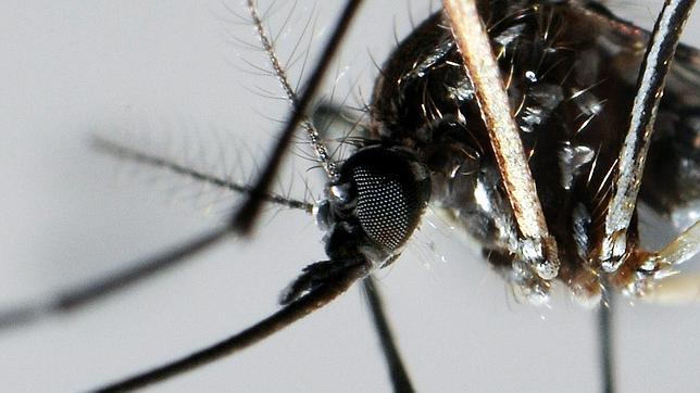¿El virus del dengue puede llegar a Europa gracias al Mundial de Brasil?