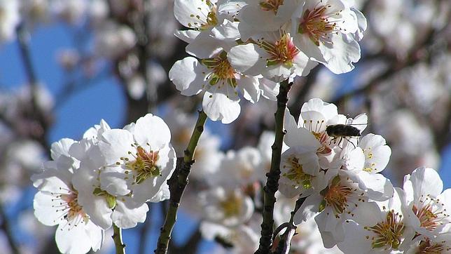 Las plantas tienen muchos mecanismos para asegurarse de que florecen en el momento adecuado