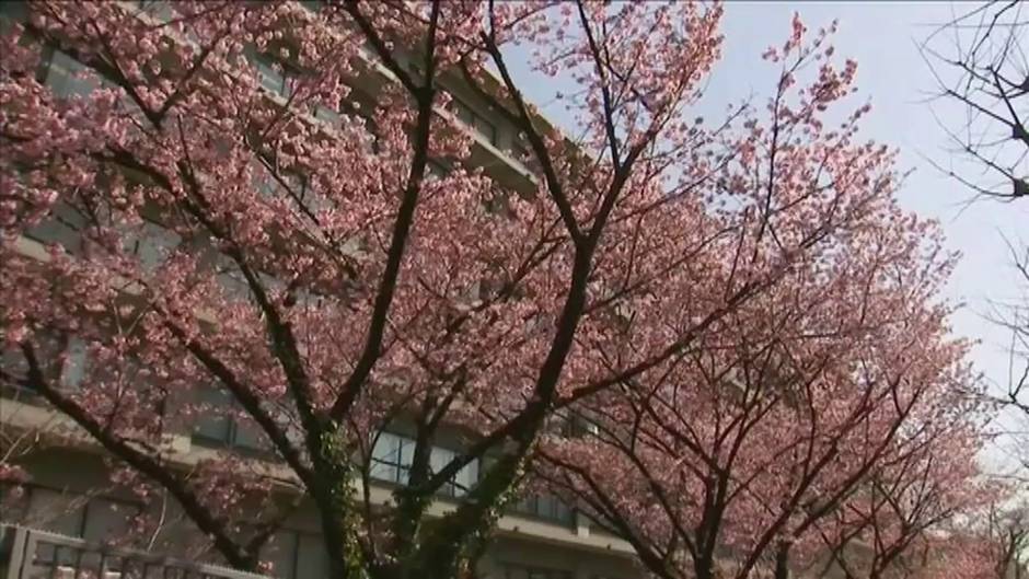 Los almendros florecen en Japón