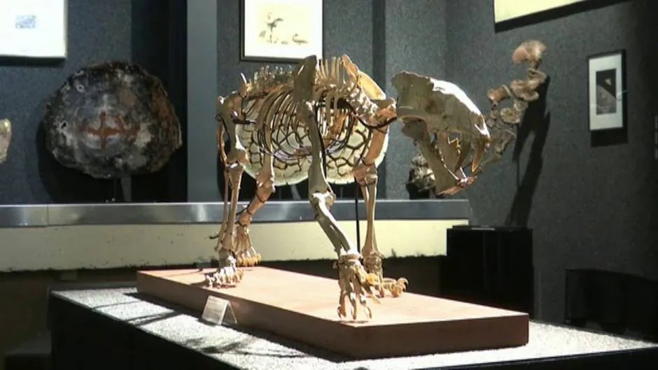 A subasta un fósil de esqueleto tigre con dientes de sable que vivió hace  37 millones de años en el norte de EEUU