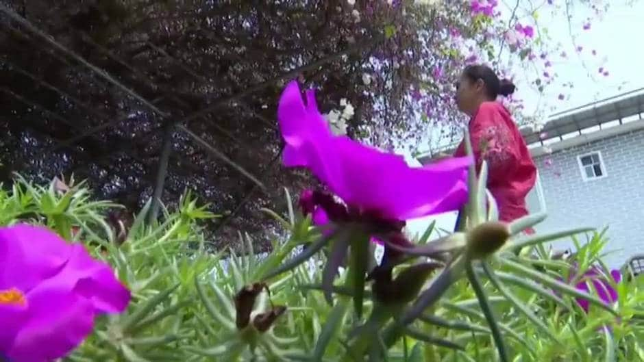 Una buganvilla con flores bicolores por una mutación de la naturaleza se  hace famosa en el sur de China