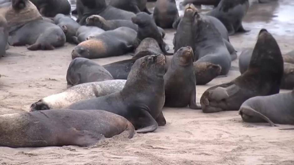 Más de 300 leones marinos invaden una de las playas de la ciudad chilena de  Tomé