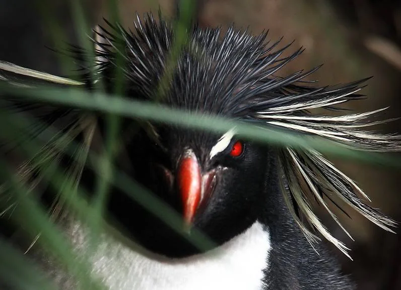 Las 10 Aves Que Mas Miedo Dan