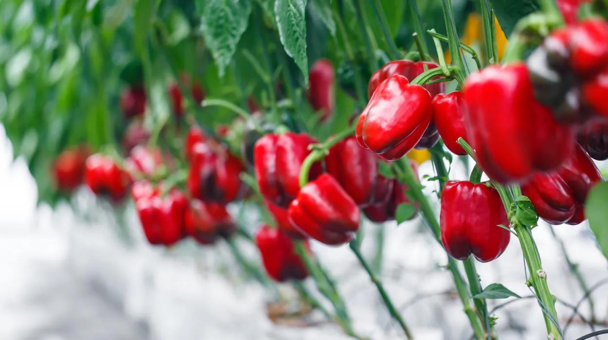 Estas son las verduras y frutas que tienen más vitamina C