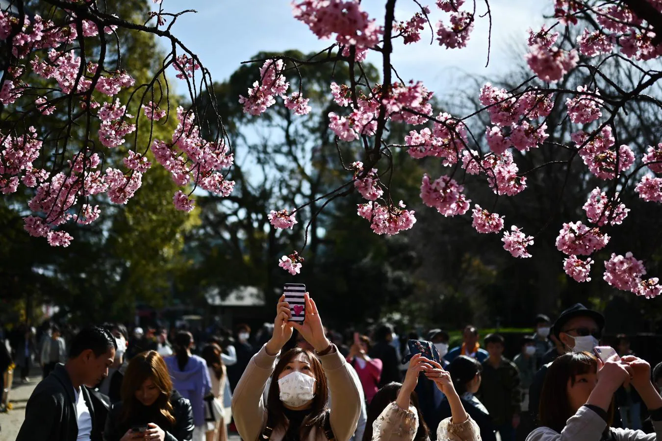 El coronavirus no impide celebrar la floración de los cerezos en Japón