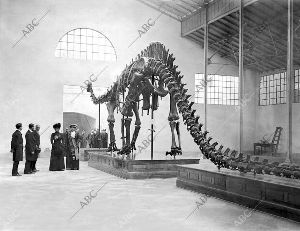 En el Museo de Historia Natural de Madrid en 1913. S.M. la Reina doña María Cristina (x), acompañada de S.A. la Infanta Beatriz, inauguraron la exhibición de la reproducción del esqueleto de Diplodocus Carnegii, réplica del esqueleto conocido como Dippy, que se encuentra en el Carnegie Museum of Natural History de Pittsburgh