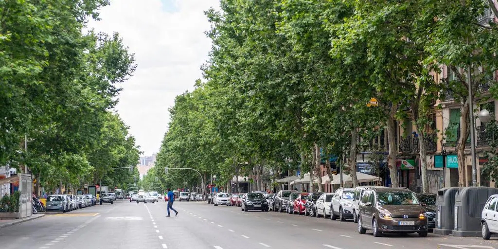 Los árboles delatan contaminantes del tráfico urbano que no se miden