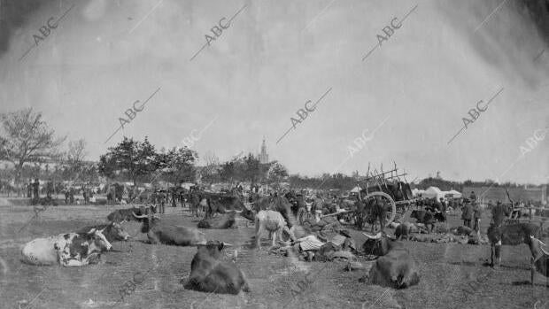 La Feria de Sevilla que hoy conocemos, nació en 1847 con el propósito de ser un mercado de compra y venta de ganado. Con el paso de los años, la popularidad del acto creció entre los sevillanos y fue cogiendo ese cariz de festejo social, del que goza hoy en día la Feria de Abril. En esta fotografía de 1899 podemos ver su ubicación original, en el Prado de San Sebastián. En 1973, debido a los problemas de espacio, se trasladó a su emplazamiento actual en el barrio de Los Remedios