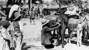 Preparando el burro para la venta