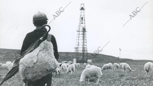 La Fiesta de la Trashumancia: ¿Por qué cruzan las ovejas el centro de Madrid? Memoria del otro imperio español que tomó Europa - Archivo ABC