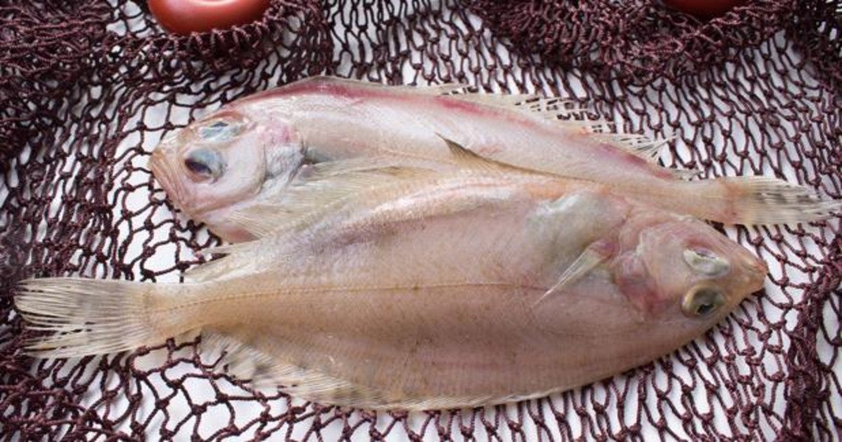Gallo: el pescado blanco con bajo. Gallo: el pescado blanco con bajo.