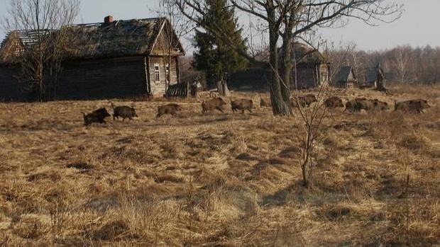 Jabalíes en la zona de exclusión humana de Chernóbil