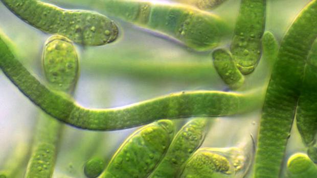 Resultado de imagen de bacterias fotosinteticas