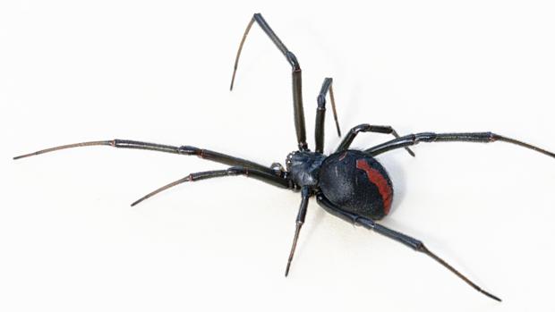 Una viuda negra de origen australiano