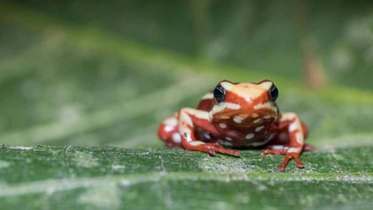 Por qué las ranas son verdes, Ciencia