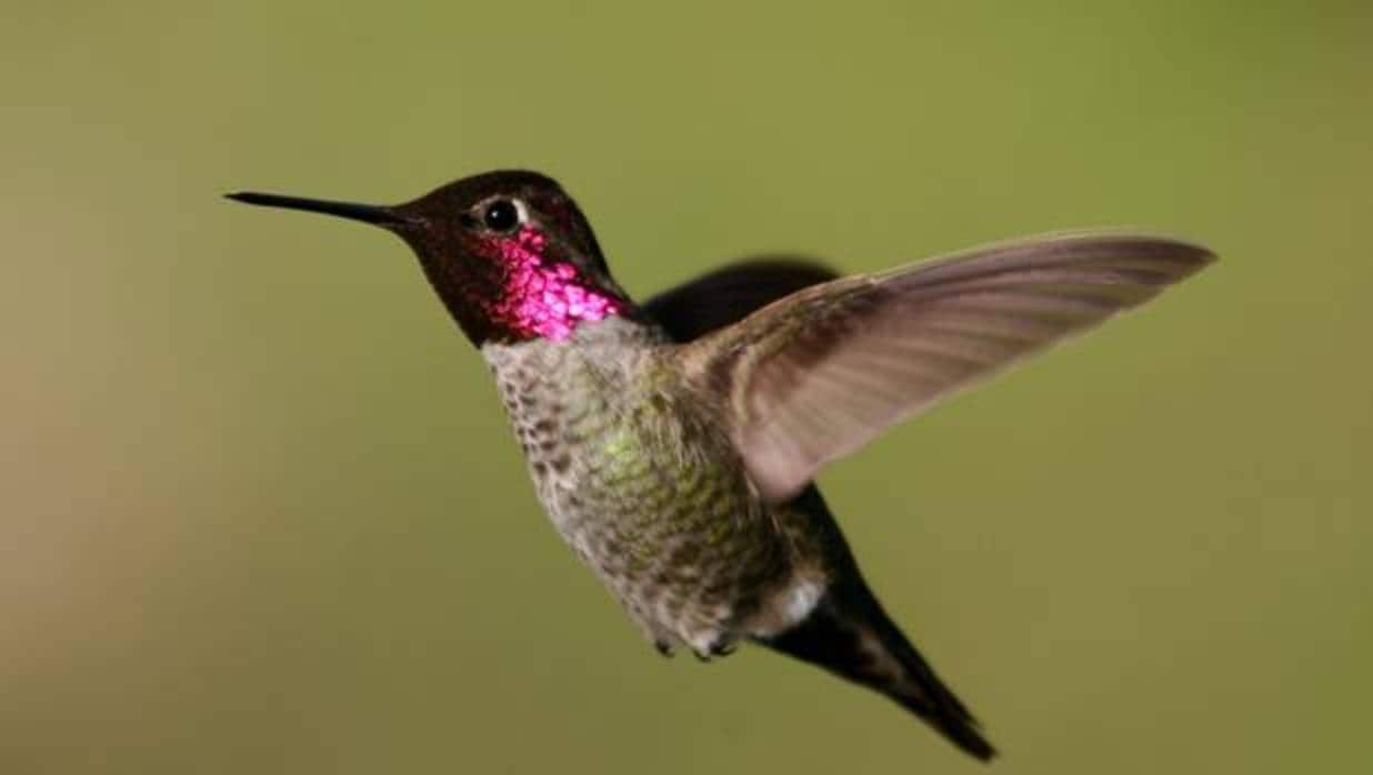 El secreto para volar como un colibrí