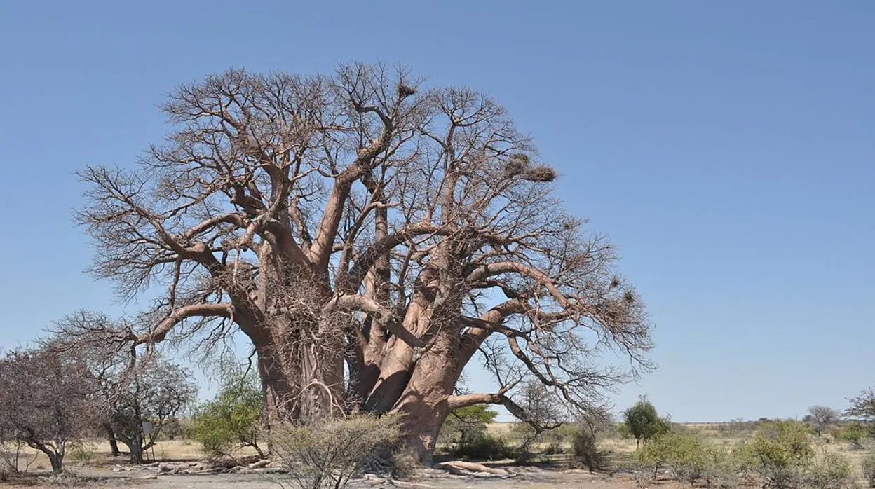 Los árboles sagrados de África se mueren y nadie sabe por qué