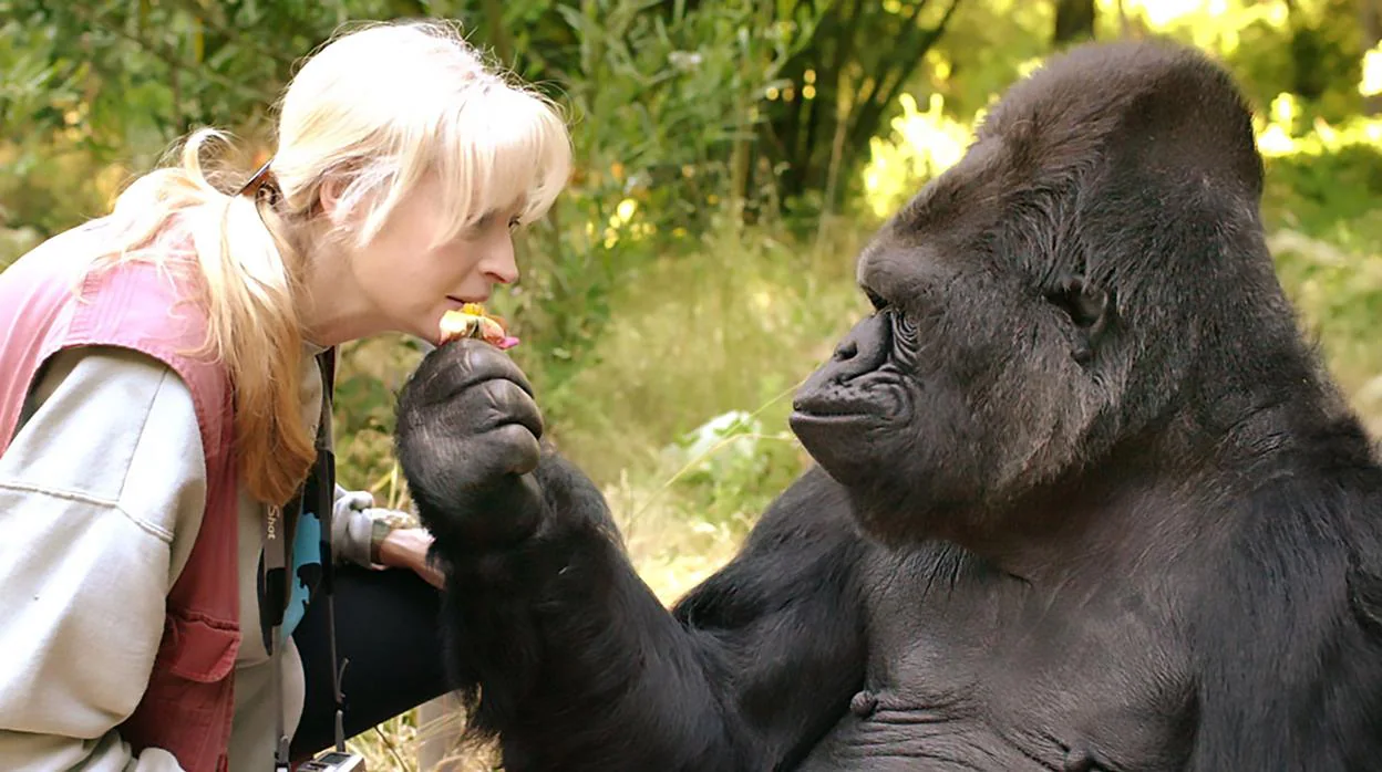 Muere Koko, la gorila que aprendió a hablar