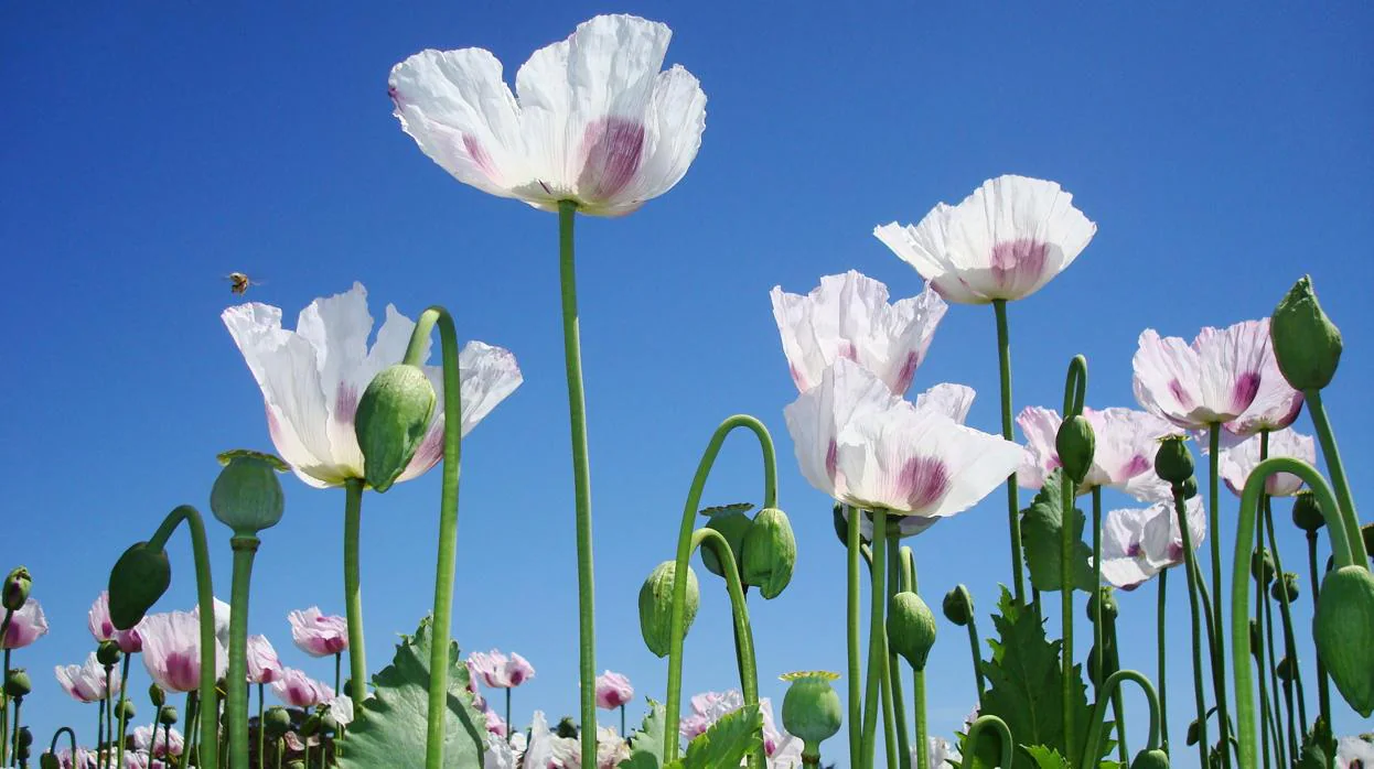 Desvelan el secreto de las flores del opio
