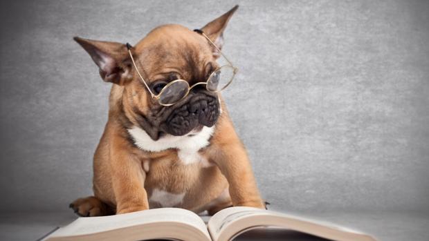 Las capacidades cognitivas de los perros no son tan grandes como se creía