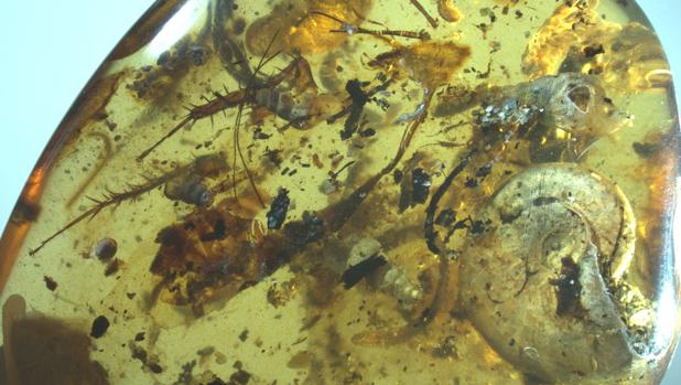 La pieza de ámbar con 40 animales en su interior
