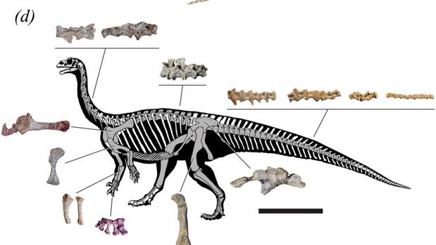 Reconstrucción del esqueleto adulto de «Mussaurus patagonicus» a partir de varios fósiles. El centro de gravedad del animal se desplazaba cuando llegaba a la madurez, lo que le permitía hacerse bípedo
