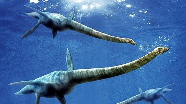 El elasmosaurio encontrado está dentro e la familia de los plesiosaurios, que posen largos cuellos y cuatro aletas