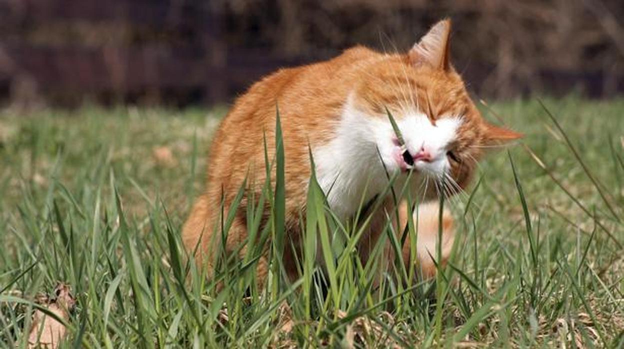 vóleibol ama de casa Bibliografía Resuelto el misterio de por qué los gatos comen hierba
