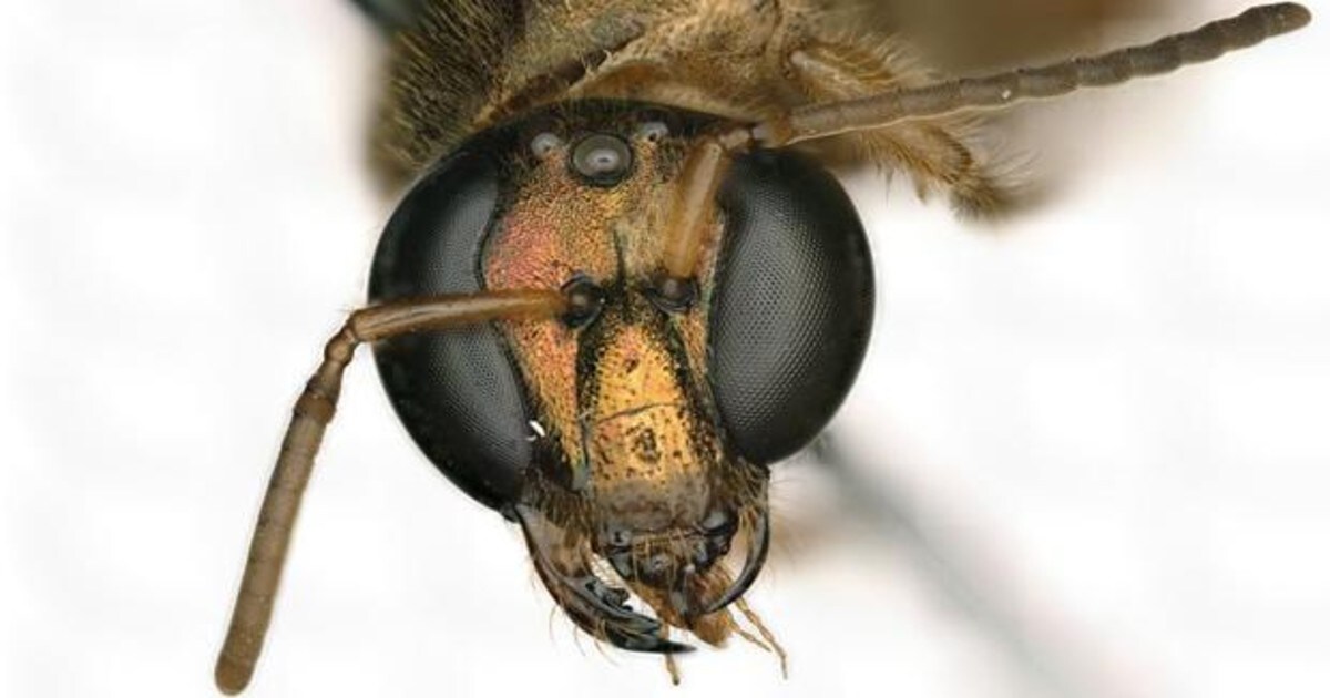 rigidez éxito Oír de Descubren una extraña abeja literalmente mitad hembra y mitad macho