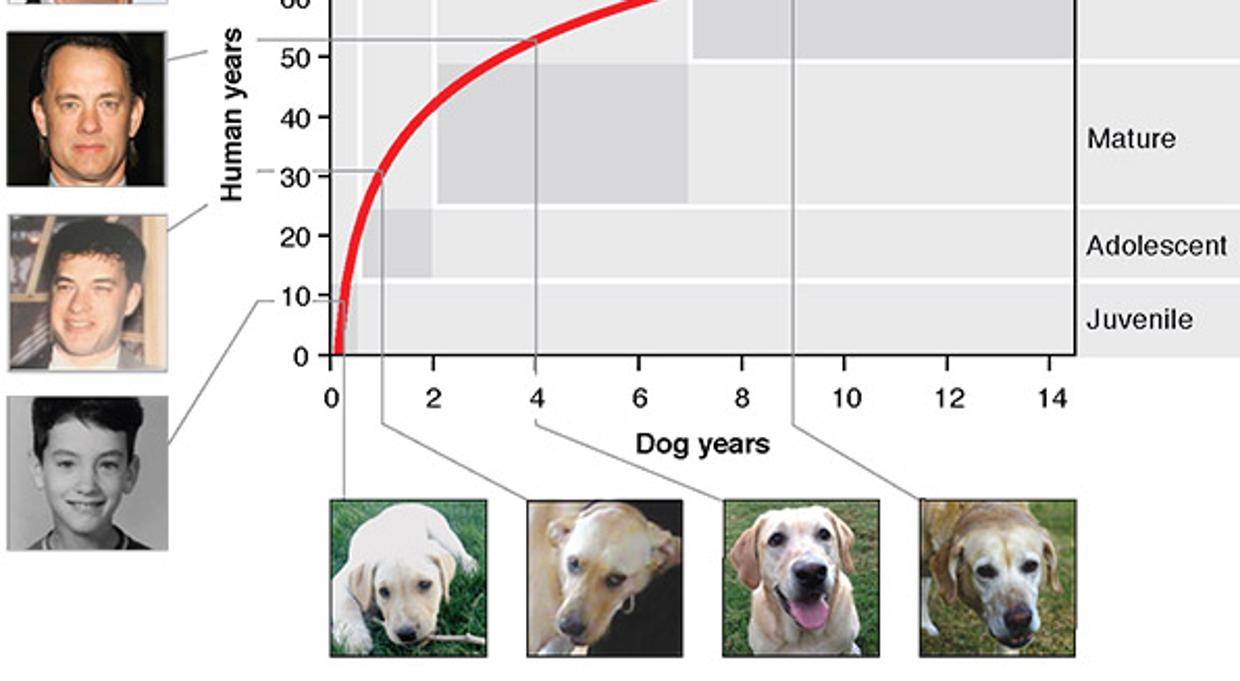 edad tiene tu perro en años humanos? Una nueva multiplicar por siete