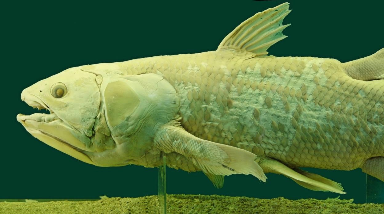 El misterioso celacanto deja de ser un fósil viviente