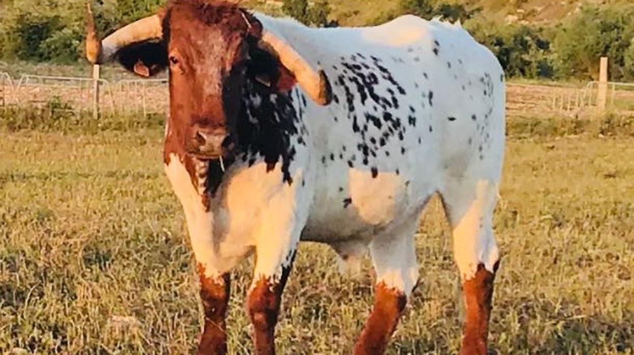El Ronaldo De Los Cabestros Debuta En Los Sanfermines