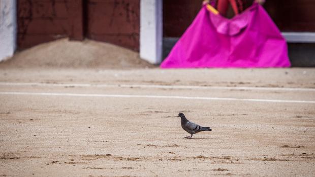 Una paloma en el ruedo de Las Ventas