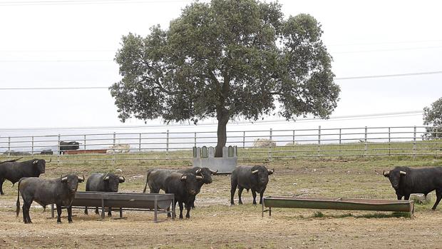 Toros de Victorino en la finca cacereña «Las Tiesas de Santa María»