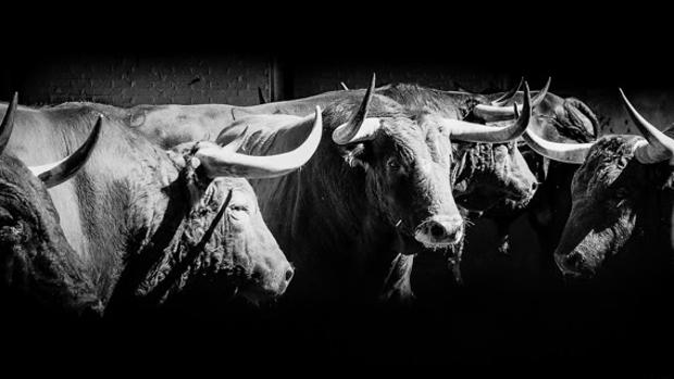 Toros para hoy