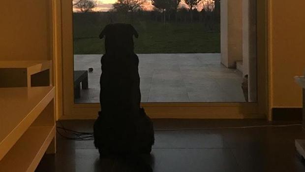Nala, la perrita que Emiliano Sala adoptó en 2015