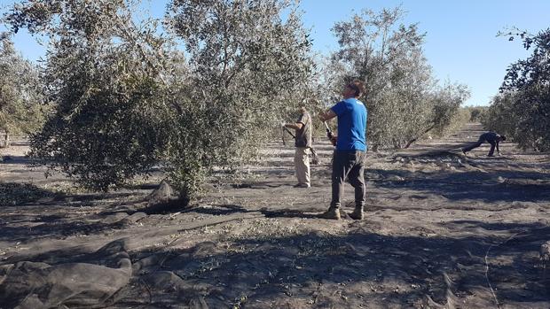 Unas personas trabajan en la recogida de la aceituna en la localidad sevillana de Arahal