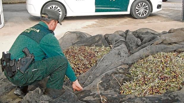 La Guardia Civil se incauta de aceituna robada en la provincia de Jaén