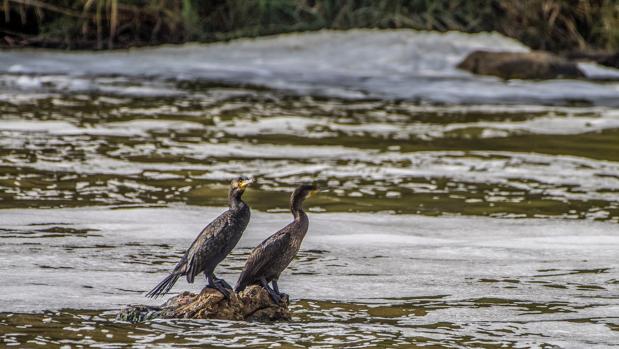 Dos aves en el rçio Tajo, cubierto de espuma, a su paso por Toledo