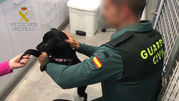 Imagen de un agente junto a la perra agredida