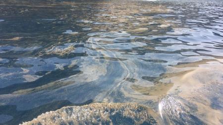 Algas en Mogán, Gran Canaria