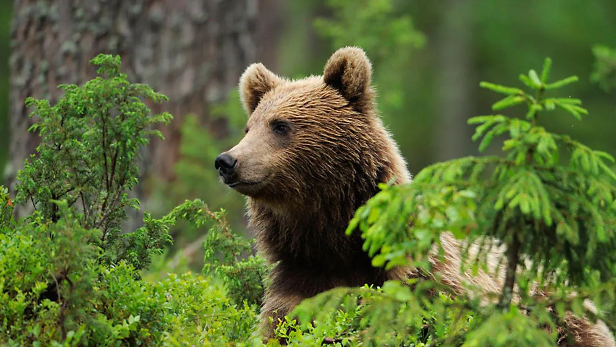 Denuncian otro ataque de un oso a un rebaño de ovejas del Pirineo aragonés