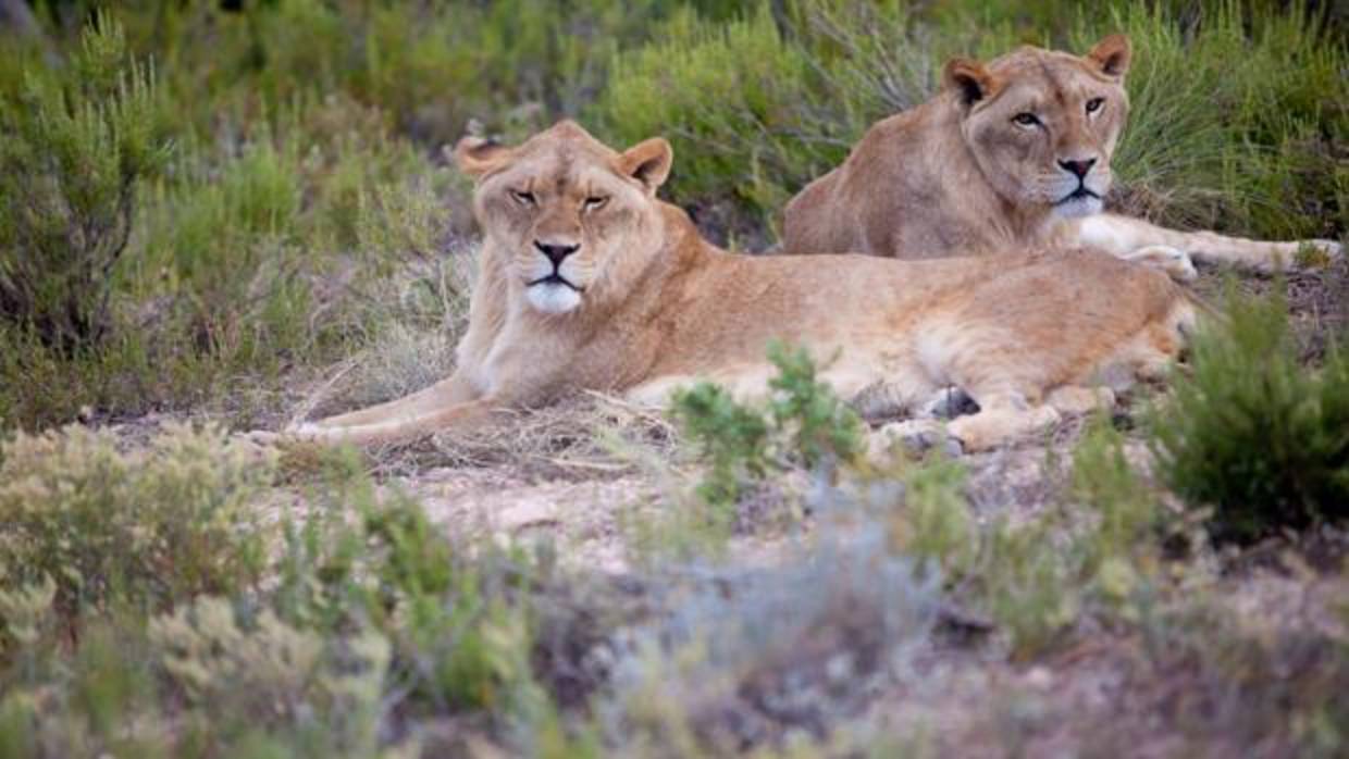 Uno de los circos «más prestigiosos de España» dona un león y siete tigres  y promete no usar más animales